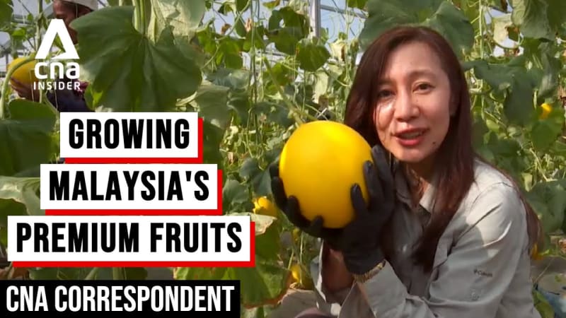 malaysia premium fruits