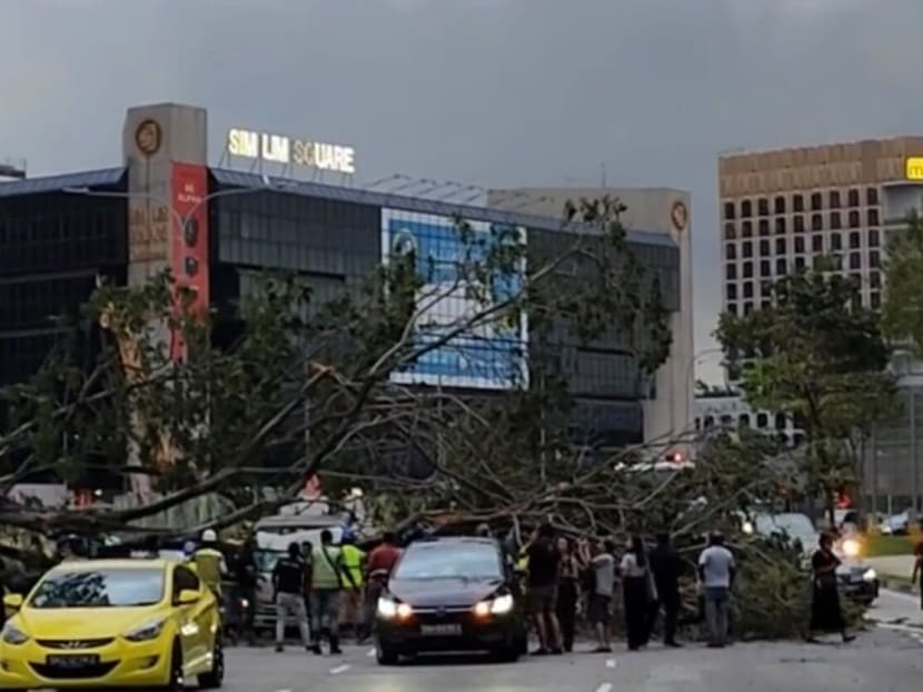 A screengrab of a video on TikTok showed the collapsed tree crushing the roof of a grey pickup as bystanders flocked to the accident site.