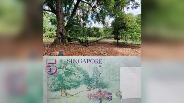 树龄逾200年仍屹立植物园 纸币上香灰莉木引瞩目
