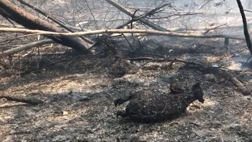 Hundreds of rare koalas feared dead in Australia bushfire Hundreds of rare koalas feared dead in Australia bushfire