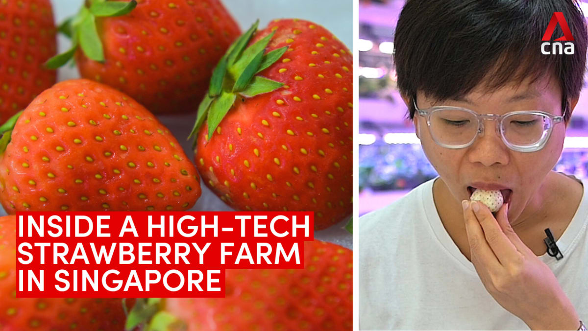 Strawberries in Singapore Inside a hightech farm that grows tropical