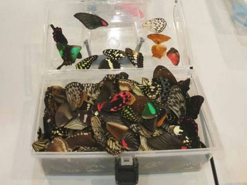 'More measures' being considered to protect butterflies in exhibition