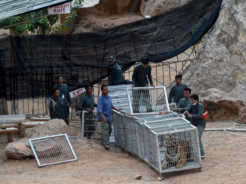 Gallery: Thai police find tiger slaughterhouse in temple probe