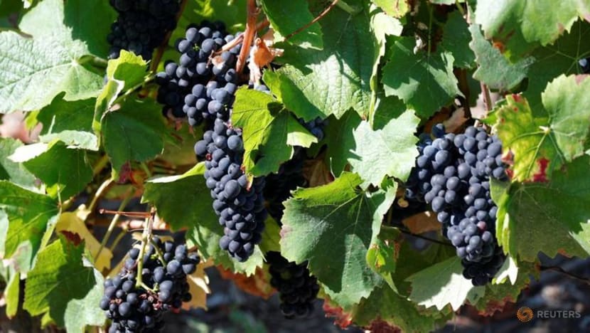 Frost damage could cut French wine output by a third