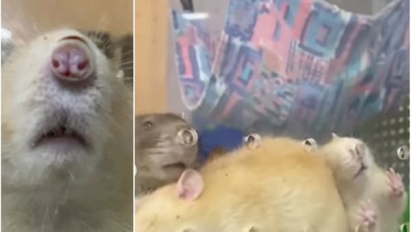 Vet for cheap rats near me