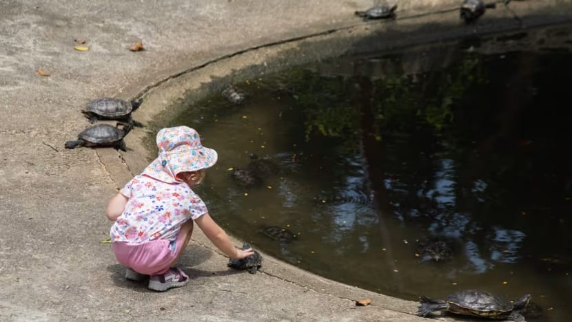 The Big Read: Singapore's sun-kissed Southern Islands draw city ...