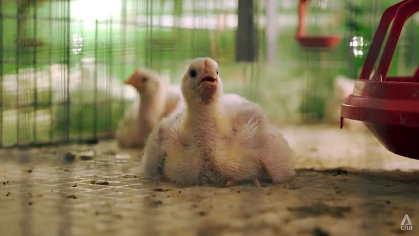 Malaysia chicken breeders in the dark about whether exports will resume but cheer signs of market recovery Malaysia chicken breeders in the dark about whether exports will resume but cheer signs of market recovery