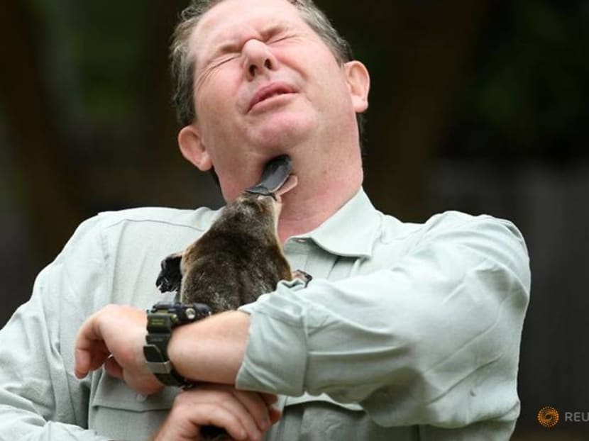 Australia building world's first platypus sanctuary Australia building world's first platypus sanctuary