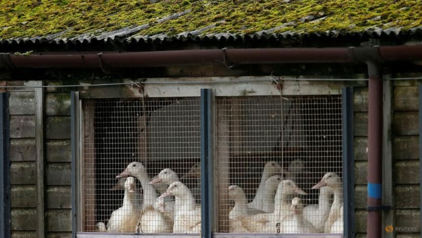 Two new vaccines against bird flu effective in Dutch lab: Government