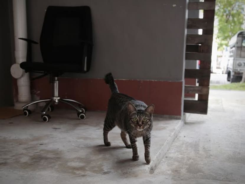 A cat in Yishun. TODAY file photo