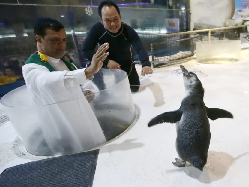 The blessing of the baby penguin