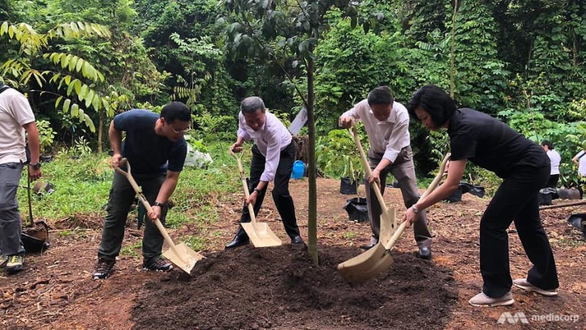 NParks unveils 10-year action plan to make Singapore's rainforests more resilient NParks unveils 10-year action plan to make Singapore's rainforests more resilient