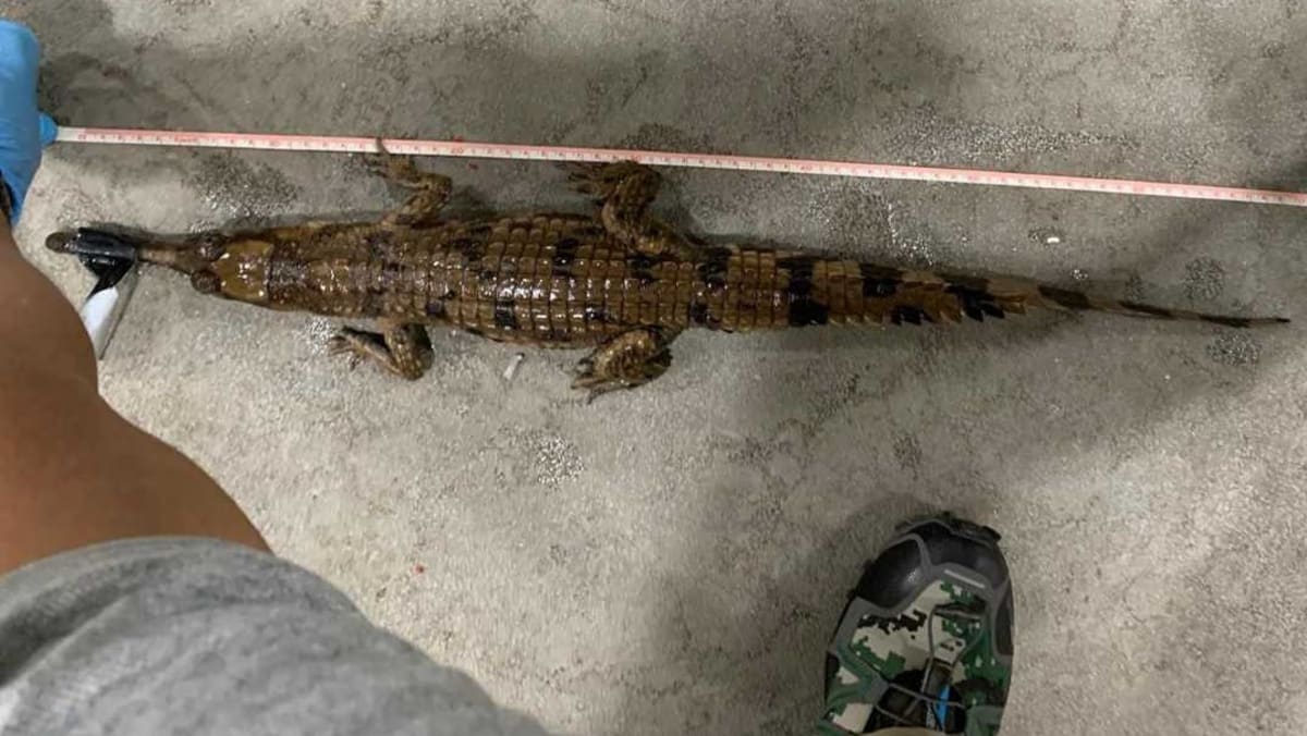 Croc man for 2025 sale