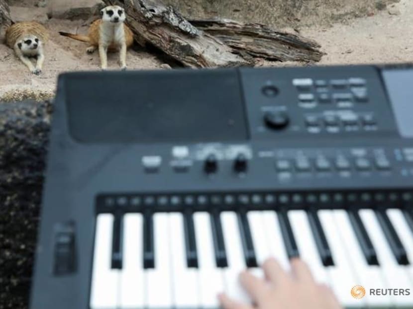 A lemur on my keyboard - Thai girl plays for animals in deserted zoo A lemur on my keyboard - Thai girl plays for animals in deserted zoo