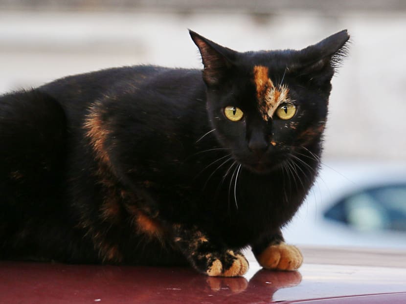'Caldecatts': The Cats of Caldecott