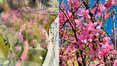 Hong Kong’s Cherry Blossom Season Is In Full Swing — Here’s Where To Go Sakura-Spotting In HK