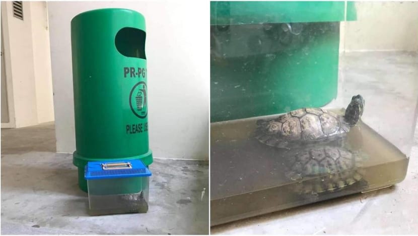 Woman fined for abandoning terrapins, banned from owning pets for 6 months Woman fined for abandoning terrapins, banned from owning pets for 6 months