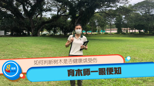 【酷工一族】如何判断树木是否健康或受伤 育木师一眼便知