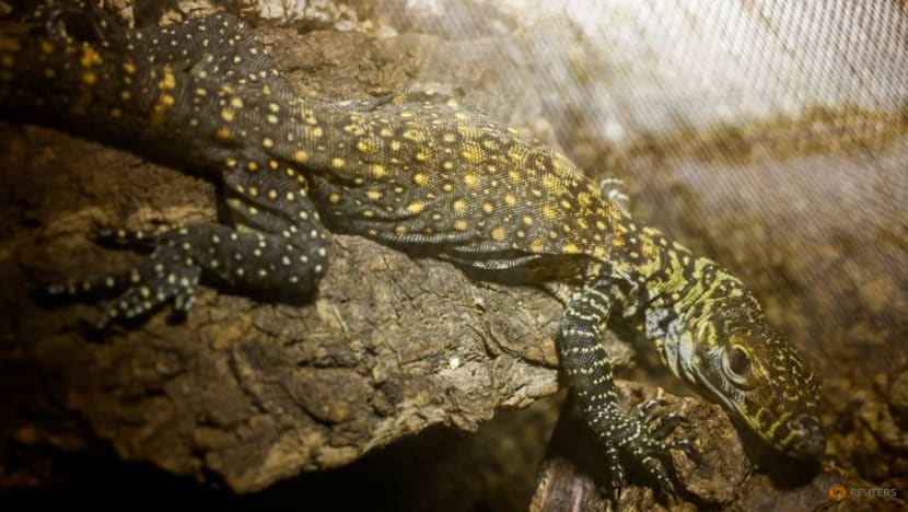 Endangered Komodo dragons hatch at Spanish zoo