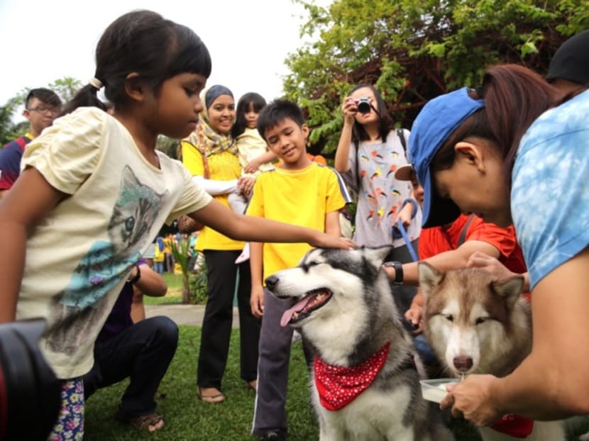 Muslims and non-Muslims animal lovers attend the ‘I want to touch a dog’ event in Central Park, Bandar Utama, Oct 19, 2014. Photo: The Malay Mail Online
