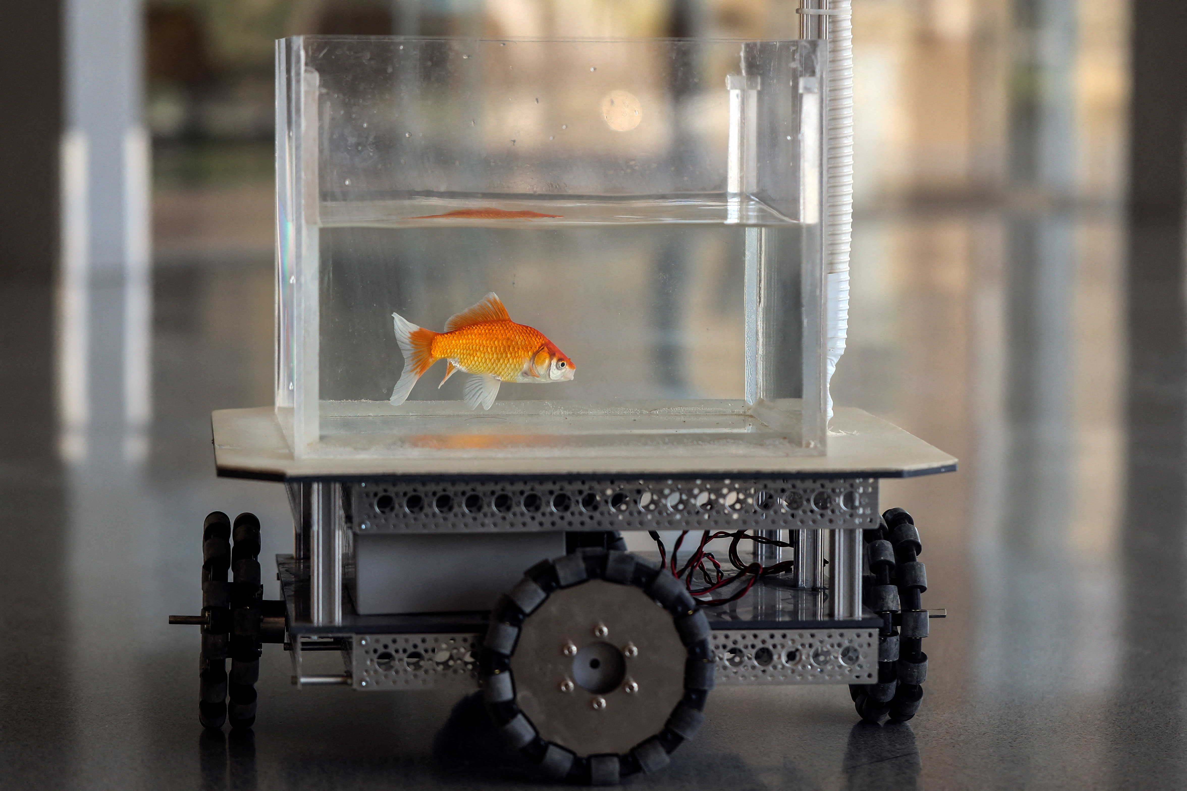 Like a fish out of water? Israeli team trains goldfish to drive Like a fish out of water? Israeli team trains goldfish to drive
