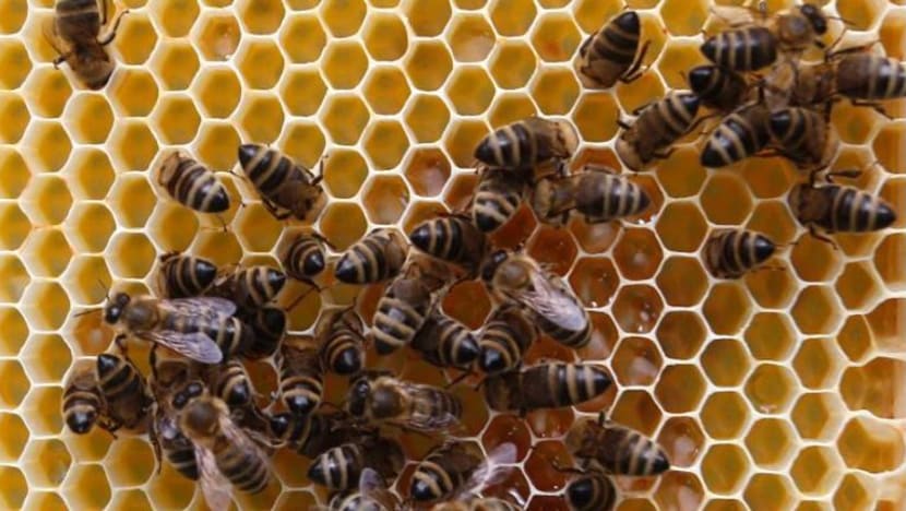 Lebah dilatih kesan jangkitan COVID-19