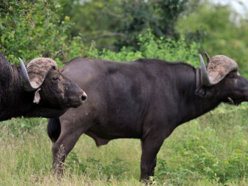 Two buffalos in the Kruger National Park. Photo: AFP