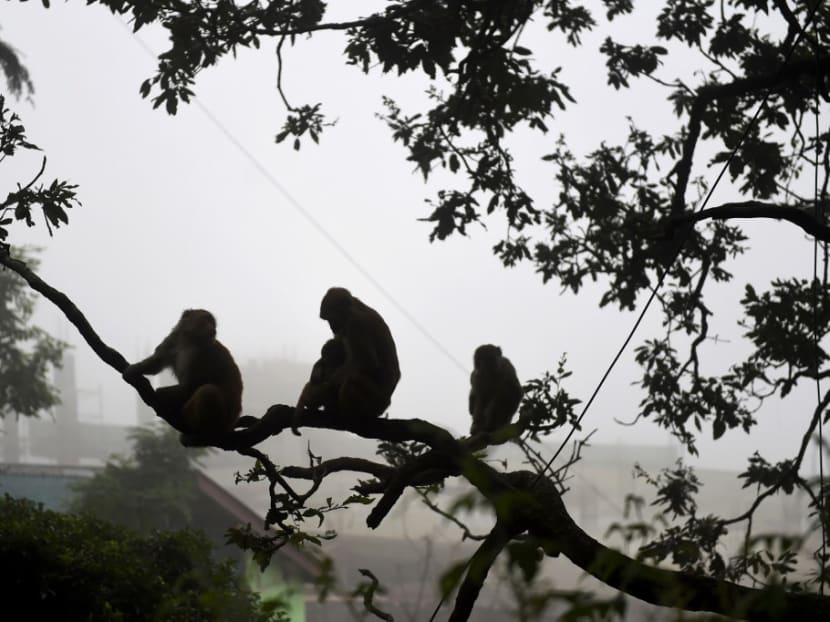 In this photograph taken on Aug 30, 2020, monkeys sit on a tree next to a residential area in Shimla. Thousands of monkeys are menacing the historic Indian city of Shimla, where sterilisations and illegal poisonings have failed to blunt their frequent attacks on tourists and farms.