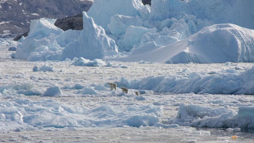 Isolated Greenland polar bear population adapts to climate change Isolated Greenland polar bear population adapts to climate change