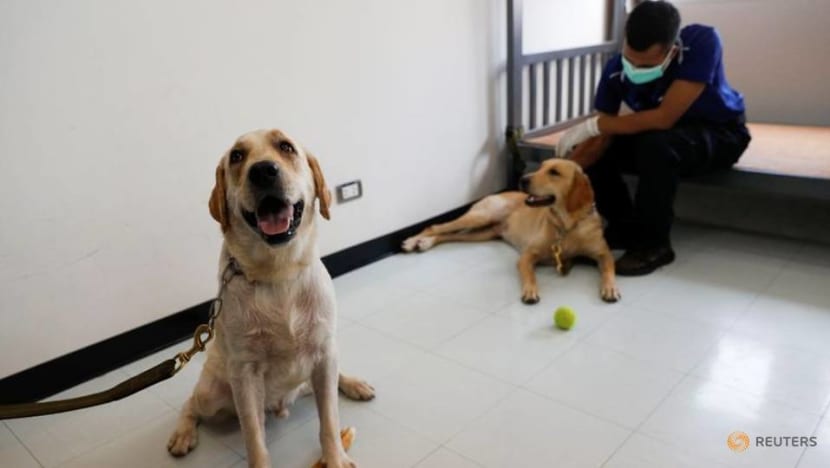 Study shows dogs can detect COVID-positive arrivals Study shows dogs can detect COVID-positive arrivals