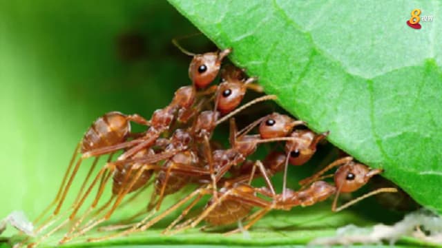 晨光|纸上风云：气候变化或令2万兆蚂蚁陷灭绝危机