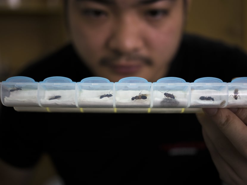 Ants as pets? The hobby is catching on in Singapore Ants as pets? The hobby is catching on in Singapore