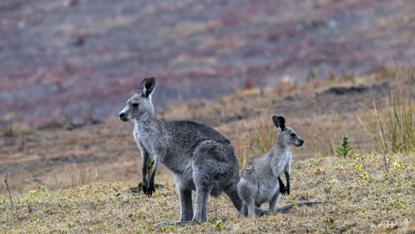 Australia told to shoot kangaroos before they starve