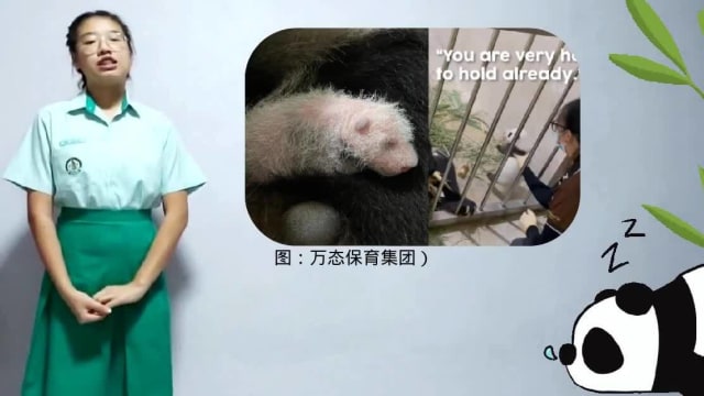 【我来报新闻】出生满百天了！嘉嘉悉心呵护大熊猫宝宝茁壮成长 