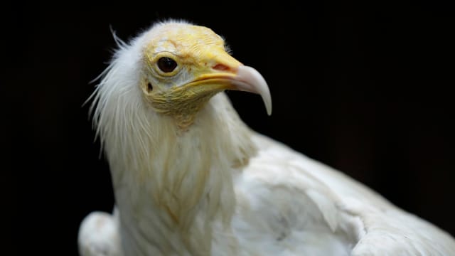 飞禽公园最年长成员 近60岁埃及秃鹰“洛德”离世