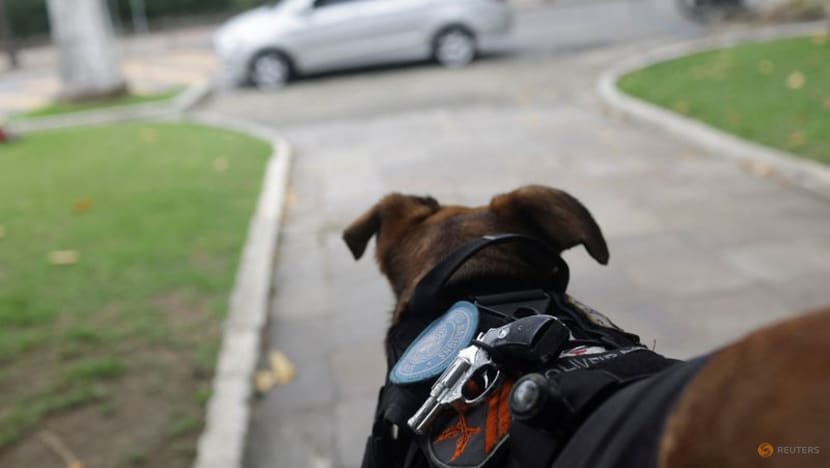 Brazil's furriest police corporal becomes internet sensation Brazil's furriest police corporal becomes internet sensation