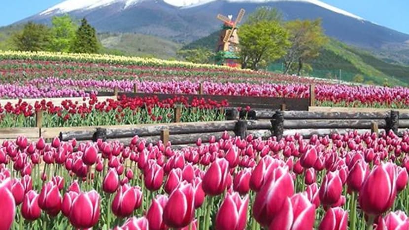 Pesta tulip tahunan Gunung Fuji bermula minggu depan