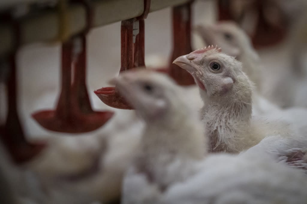 Malaysia's chicken export ban to stay 'indefinitely' until domestic supply stabilises: Minister Malaysia's chicken export ban to stay 'indefinitely' until domestic supply stabilises: Minister