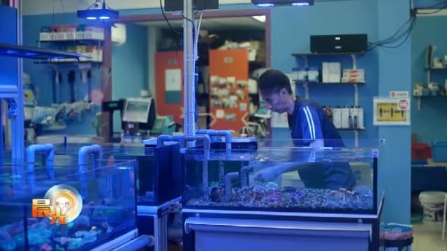 晨光|玩物壮志：珊瑚迷砸重金 打造个人海底世界