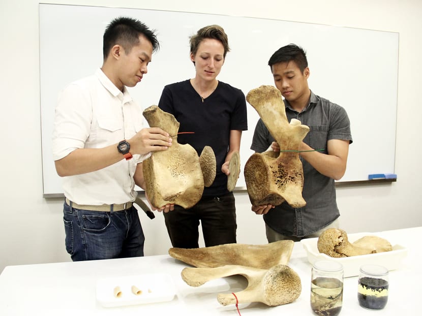 From left: Foo Maosheng, Curator at Lee Kong Chian Natural History Museum (LKCNHM), Kate Pocklington, Conservator at LKCNHM, and Marcus Chua, Curator at LKCNHM demonstrating to the media how they retrieved the sperm whale's discs which is in between the vertebrae. Photo: Low Wei Xin