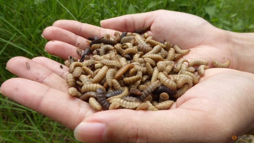From ashes to fly larvae, new ideas aim to revive farm soil
