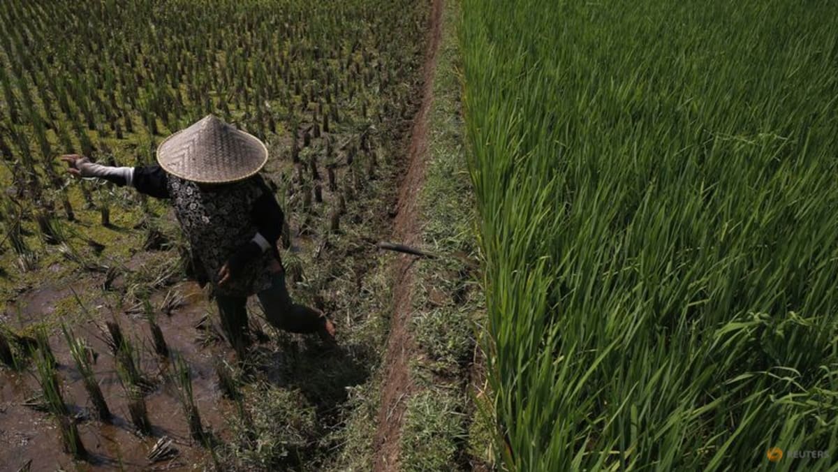 From rice to palm oil, Asian crops output forecast lower as El Nino strengthens