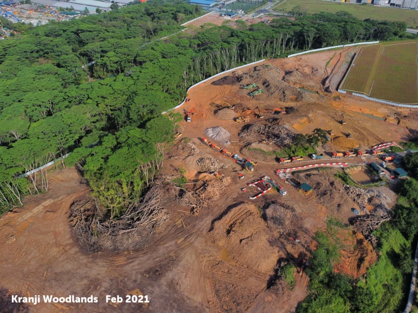 Kranji forest parcel ‘erroneously’ cleared by contractors; firm given stern warning: JTC Kranji forest parcel ‘erroneously’ cleared by contractors; firm given stern warning: JTC