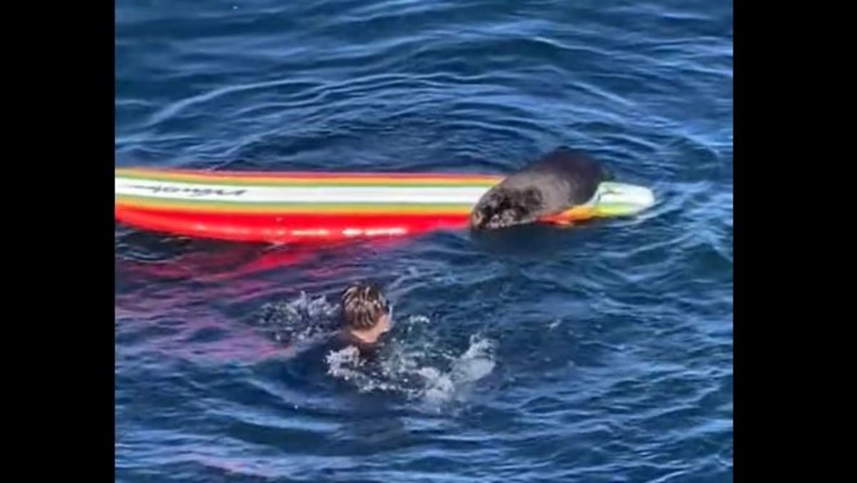 California surfers terrorised by board-stealing sea otter - TODAY