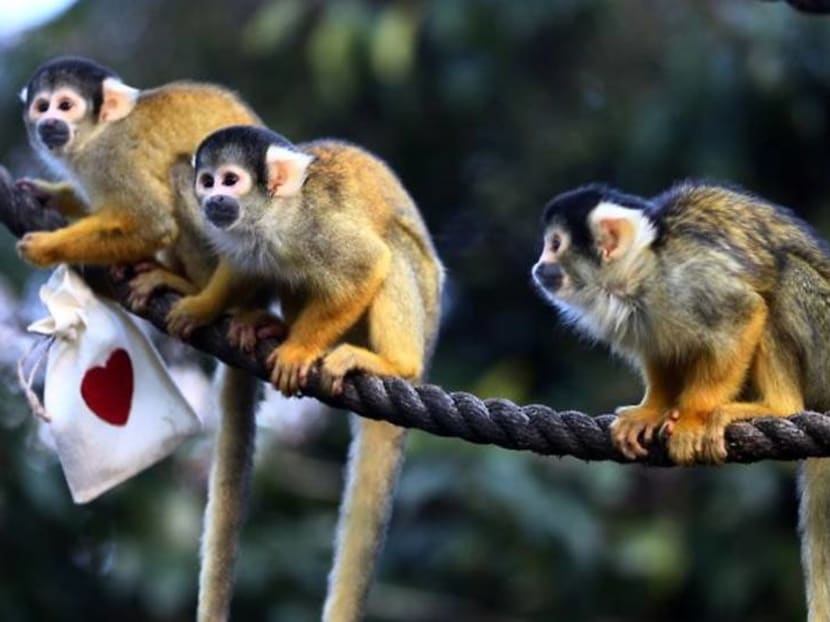 Mealworm Valentine treats charm London Zoo's squirrel monkeys Mealworm Valentine treats charm London Zoo's squirrel monkeys