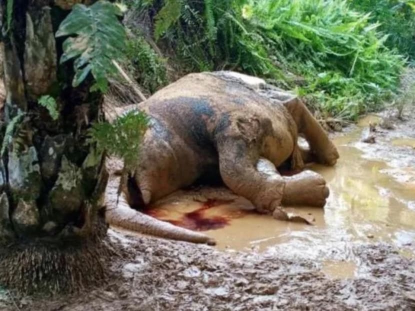 Another pygmy elephant, an endangered species found in the tropical rainforests of Borneo, was found dead with its tusks removed on Oct 19. Another pygmy elephant, an endangered species found in the tropical rainforests of Borneo, was found dead with its tusks removed on Oct 19.