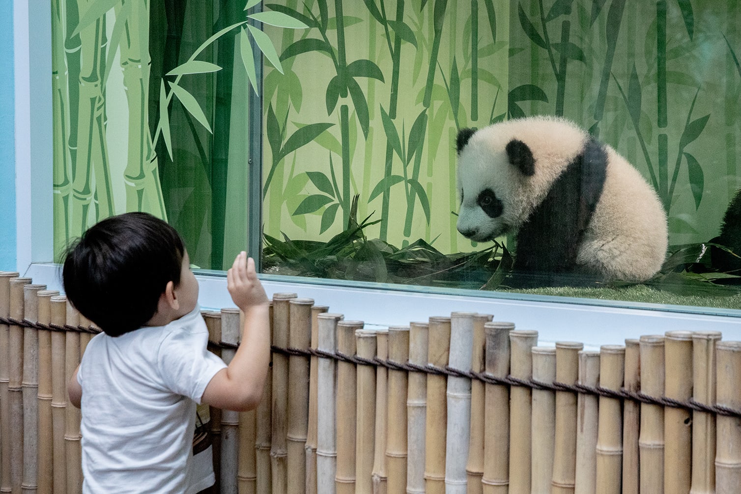 giant panda cub born in Singapore 