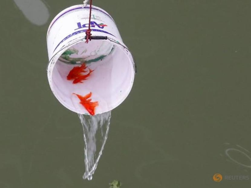 Carp diem: Vietnamese mark Lunar New Year with annual fish release Carp diem: Vietnamese mark Lunar New Year with annual fish release