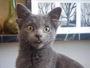 Midas, the kitten born with 4 ears is now a viral internet sensation