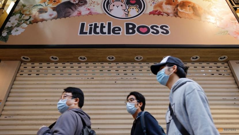 Hong Kong orders hamster cull after COVID-19 hits pets Hong Kong orders hamster cull after COVID-19 hits pets